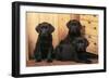 Labrador Retriever Dog Three Black Puppies-null-Framed Photographic Print