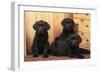 Labrador Retriever Dog Three Black Puppies-null-Framed Photographic Print