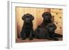 Labrador Retriever Dog Three Black Puppies-null-Framed Photographic Print