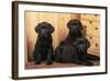 Labrador Retriever Dog Three Black Puppies-null-Framed Photographic Print