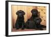 Labrador Retriever Dog Three Black Puppies-null-Framed Photographic Print