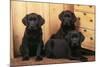 Labrador Retriever Dog Three Black Puppies-null-Mounted Photographic Print