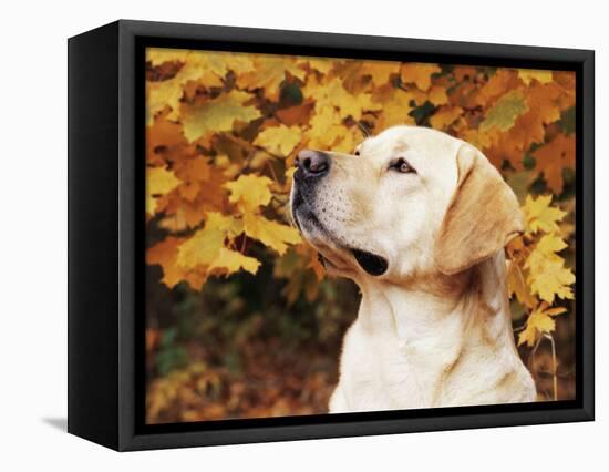 Labrador Retriever, Illinois, USA-Lynn M. Stone-Framed Stretched Canvas