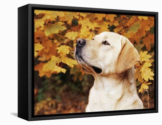 Labrador Retriever, Illinois, USA-Lynn M. Stone-Framed Stretched Canvas