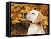 Labrador Retriever, Illinois, USA-Lynn M. Stone-Framed Stretched Canvas