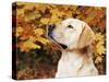 Labrador Retriever, Illinois, USA-Lynn M. Stone-Stretched Canvas