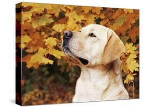 Labrador Retriever, Illinois, USA-Lynn M. Stone-Stretched Canvas