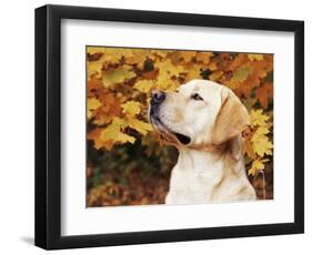 Labrador Retriever, Illinois, USA-Lynn M. Stone-Framed Premium Photographic Print