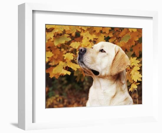 Labrador Retriever, Illinois, USA-Lynn M. Stone-Framed Premium Photographic Print