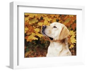 Labrador Retriever, Illinois, USA-Lynn M. Stone-Framed Premium Photographic Print