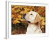 Labrador Retriever, Illinois, USA-Lynn M. Stone-Framed Photographic Print