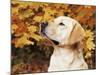 Labrador Retriever, Illinois, USA-Lynn M. Stone-Mounted Photographic Print