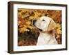 Labrador Retriever, Illinois, USA-Lynn M. Stone-Framed Photographic Print