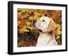 Labrador Retriever, Illinois, USA-Lynn M. Stone-Framed Photographic Print