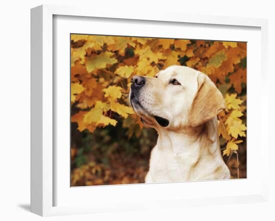 Labrador Retriever, Illinois, USA-Lynn M. Stone-Framed Photographic Print