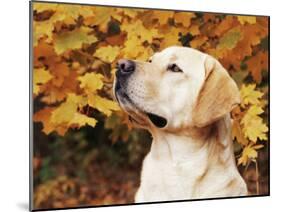 Labrador Retriever, Illinois, USA-Lynn M. Stone-Mounted Photographic Print