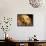Labrador Retriever, Keizer, Oregon, USA-Rick A. Brown-Framed Stretched Canvas displayed on a wall