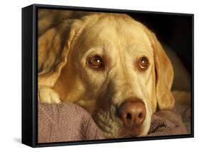 Labrador Retriever, Keizer, Oregon, USA-Rick A. Brown-Framed Stretched Canvas