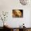 Labrador Retriever, Keizer, Oregon, USA-Rick A. Brown-Stretched Canvas displayed on a wall
