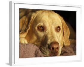 Labrador Retriever, Keizer, Oregon, USA-Rick A. Brown-Framed Photographic Print