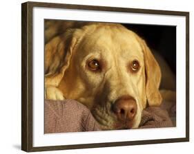 Labrador Retriever, Keizer, Oregon, USA-Rick A. Brown-Framed Photographic Print