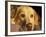 Labrador Retriever, Keizer, Oregon, USA-Rick A. Brown-Framed Photographic Print