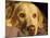 Labrador Retriever, Keizer, Oregon, USA-Rick A. Brown-Mounted Photographic Print