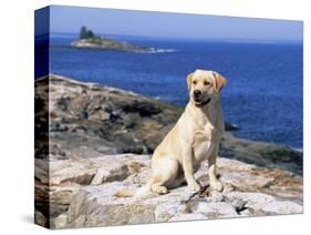Labrador Retriever on Coast, Maine, USA-Lynn M. Stone-Stretched Canvas