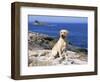 Labrador Retriever on Coast, Maine, USA-Lynn M. Stone-Framed Premium Photographic Print