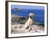 Labrador Retriever on Coast, Maine, USA-Lynn M. Stone-Framed Photographic Print