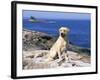 Labrador Retriever on Coast, Maine, USA-Lynn M. Stone-Framed Photographic Print