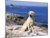 Labrador Retriever on Coast, Maine, USA-Lynn M. Stone-Mounted Photographic Print