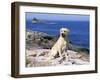 Labrador Retriever on Coast, Maine, USA-Lynn M. Stone-Framed Photographic Print