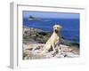 Labrador Retriever on Coast, Maine, USA-Lynn M. Stone-Framed Photographic Print