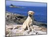 Labrador Retriever on Coast, Maine, USA-Lynn M. Stone-Mounted Photographic Print