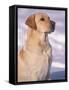 Labrador Retriever Portrait in Snow-Adriano Bacchella-Framed Stretched Canvas