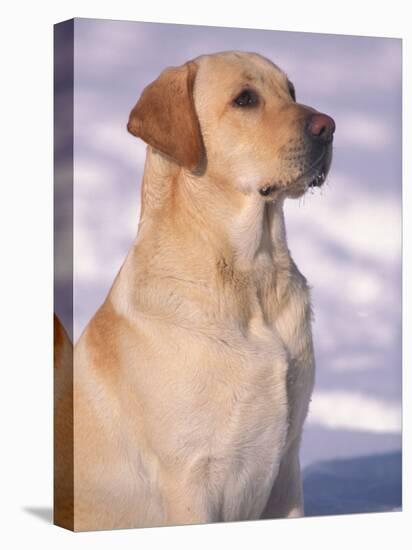 Labrador Retriever Portrait in Snow-Adriano Bacchella-Stretched Canvas