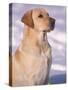 Labrador Retriever Portrait in Snow-Adriano Bacchella-Stretched Canvas