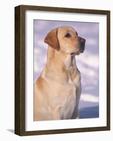 Labrador Retriever Portrait in Snow-Adriano Bacchella-Framed Photographic Print