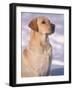 Labrador Retriever Portrait in Snow-Adriano Bacchella-Framed Photographic Print