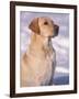 Labrador Retriever Portrait in Snow-Adriano Bacchella-Framed Photographic Print