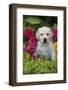 Labrador Retriever Pup-null-Framed Photographic Print