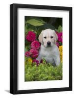 Labrador Retriever Pup-null-Framed Photographic Print