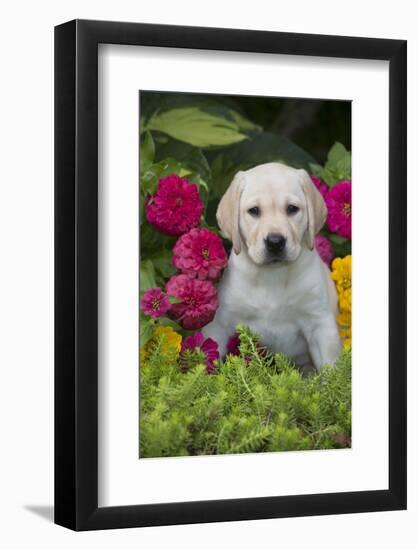 Labrador Retriever Pup-null-Framed Photographic Print