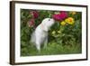 Labrador Retriever Pup-null-Framed Photographic Print