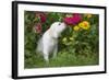 Labrador Retriever Pup-null-Framed Photographic Print