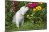 Labrador Retriever Pup-null-Mounted Photographic Print