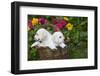 Labrador Retriever Pup-null-Framed Photographic Print