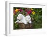 Labrador Retriever Pup-null-Framed Photographic Print