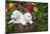 Labrador Retriever Pup-null-Mounted Photographic Print